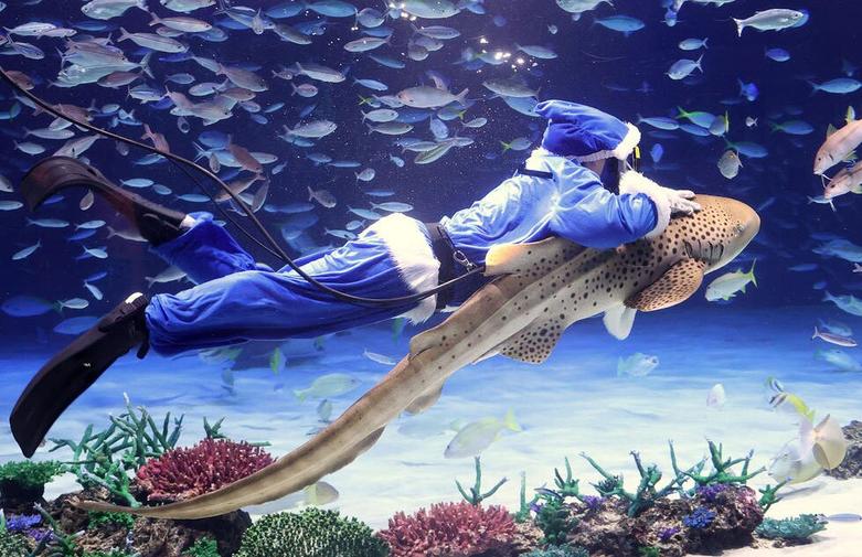 حال و هوای کریسمسی آکواریوم توکیو