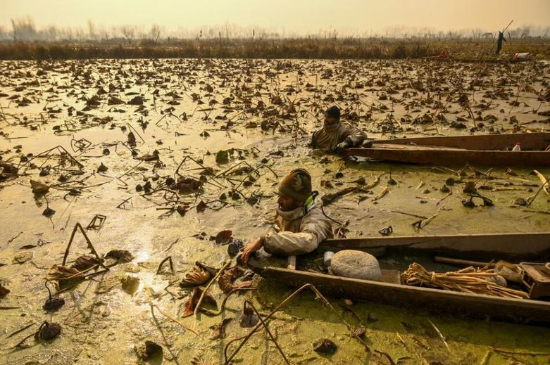 جمع آوری ساقه گل نیلوفر آبی