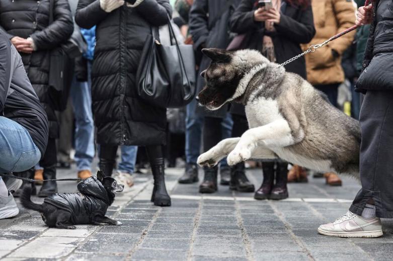 نزاع دو سگ خانگی در بلگراد