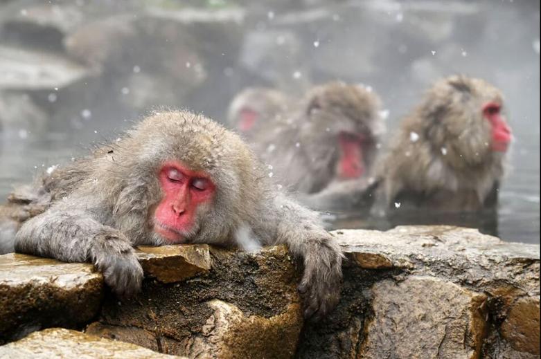 "ماکاک‌"های ژاپنی در یک چشمه آب گرم 