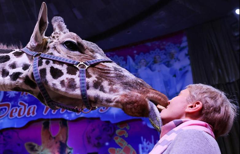 اجرای نمایش با زرافه در سیرک دولتی "لوگانسک"