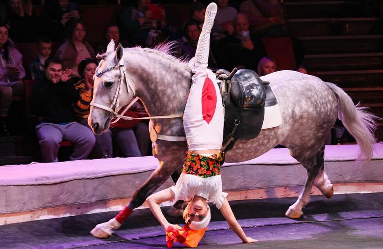 اجرای نمایش با زرافه در سیرک دولتی "لوگانسک"