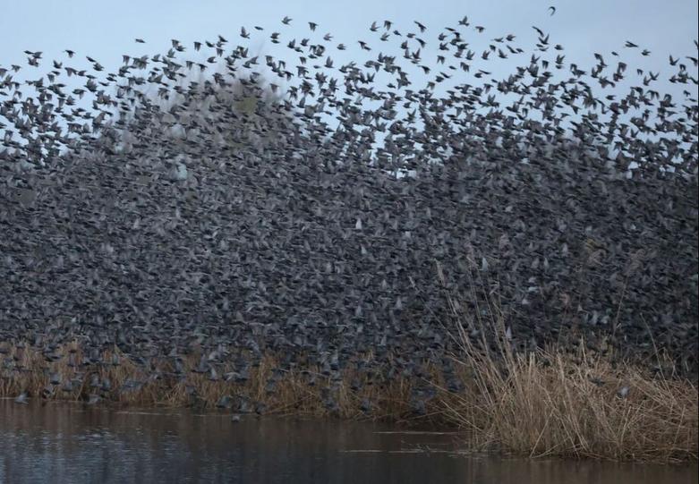 پرواز سپیده دم هزاران "سار"