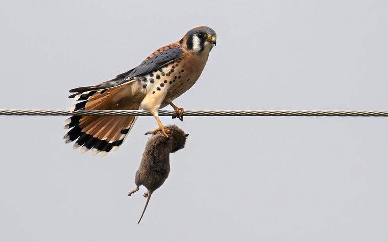 شکار موش در اورگان آمریکا