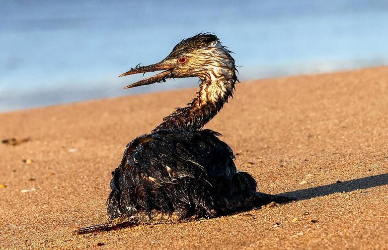 آلودگی نفتی در آب های کرسنودار ر