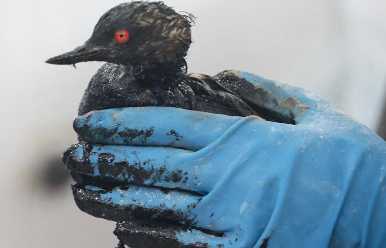 آلودگی نفتی در آب های کرسنودار ر