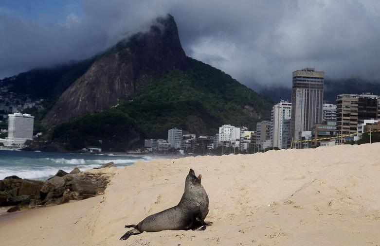  شیر دریایی در ساحل ریودوژانیرو 