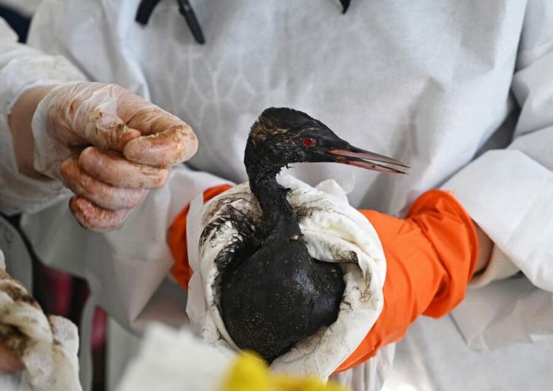 پاکسازی آلودگی نفتی روسیه