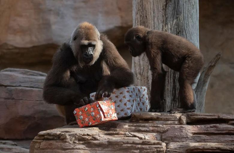 دادن هدیه کریسمس به حیوانات باغ وحش