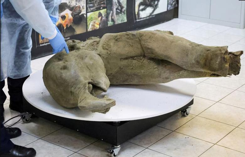 کشف سالم ترین فسیل از یک بچه ماموت در روسیه