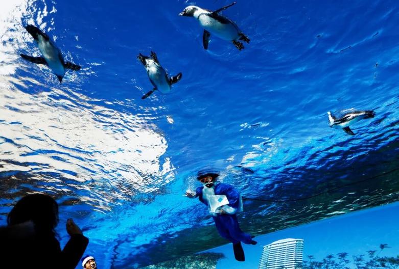 پنگوئن های آفریقایی 