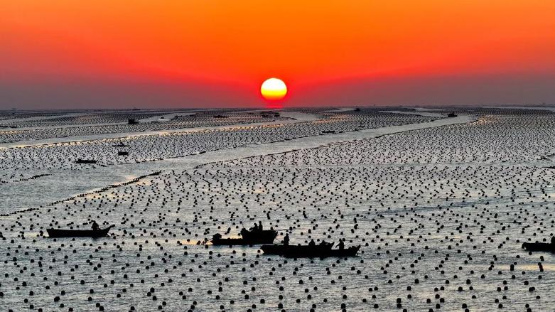 مزرعه پرورش ماهی در استان شاندونگ د