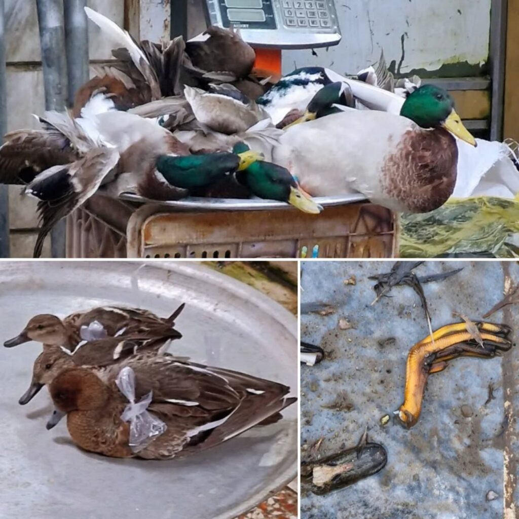 فروش غیرقانونی پرندگان مهاجر 