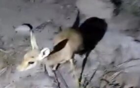 هجوم آهوها به حاشیهٔ شهر بردخون