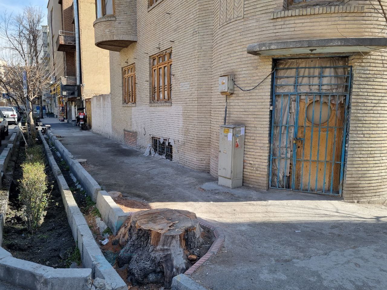 قطع درختان سالم