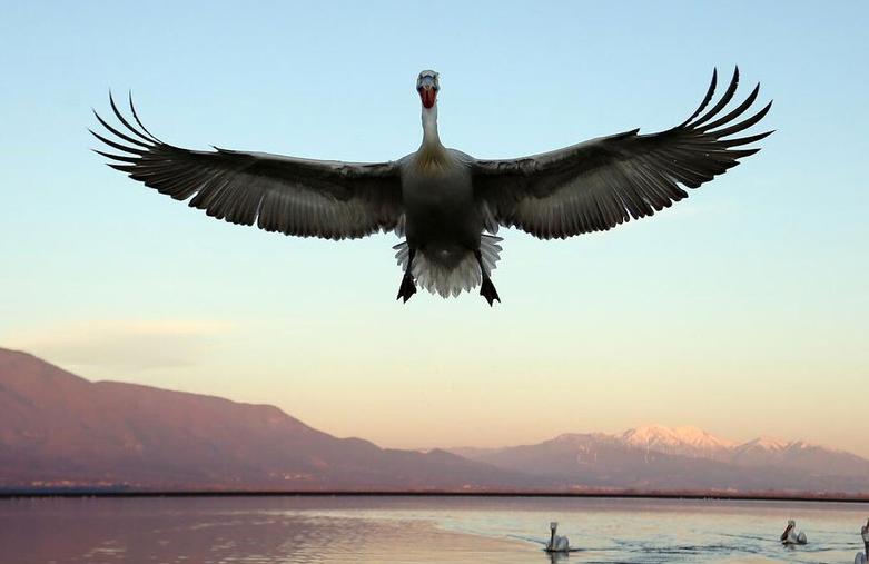 پلیکان های دریاچه "کِرکینی" در یونان