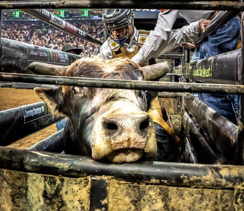 مسابقه سواری گرفتن از گاو وحشی در نیویورک