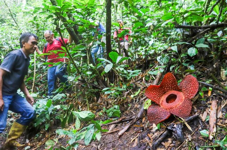 گل دیدنی و کمیاب "رافلزیا آرنولدی"