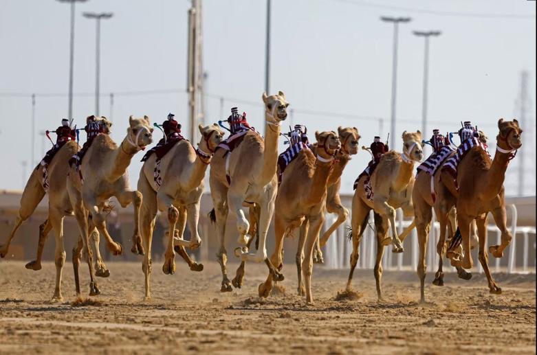 مسابقات شترهای مجهز به سوارکار ربات