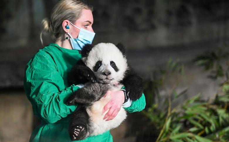  توله پاندا از سوی کارمند باغ وحش برلین