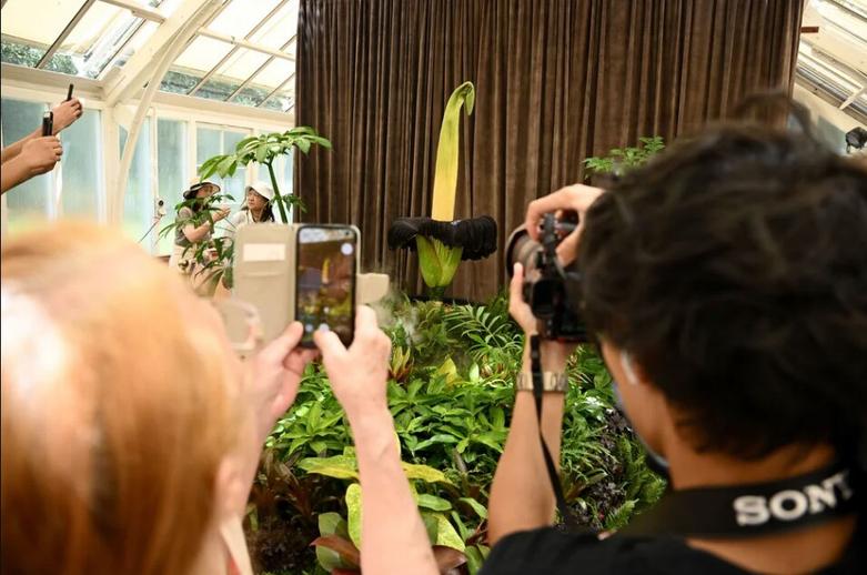 یک گل کمیاب و در خطر انقراض، با نام مستعار "پوتریشیا" 