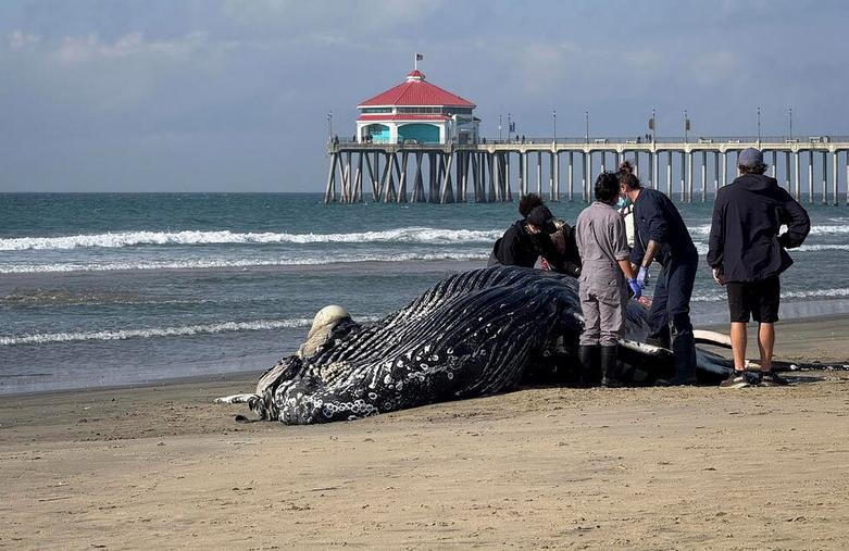وال تلف شده در ساحل هانتیگنتون