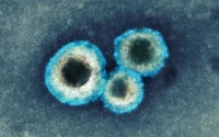 ویروس متاپنوموویروس انسانی (HMPV)