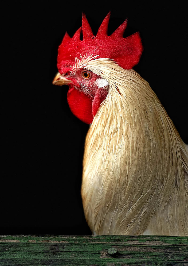 وقتی یک موبایل مانند دوربین حرفهای لحظاتی خیرهکننده ثبت می کند عکاسی با موبایل