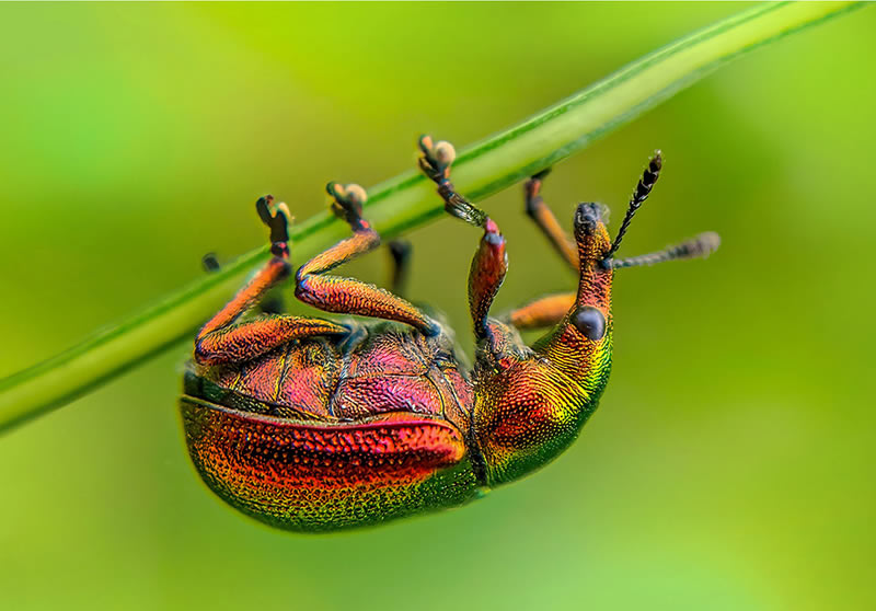 وقتی یک موبایل مانند دوربین حرفهای لحظاتی خیرهکننده ثبت می کند عکاسی با موبایل
