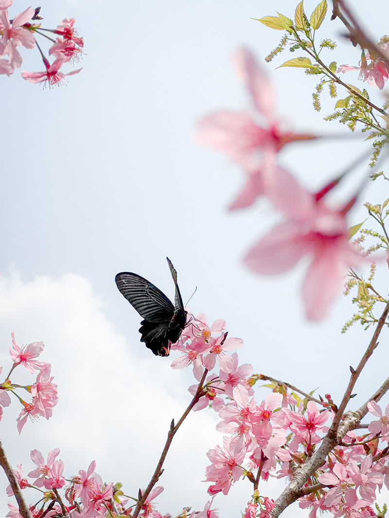 وقتی یک موبایل مانند دوربین حرفهای لحظاتی خیرهکننده ثبت می کند عکاسی با موبایل