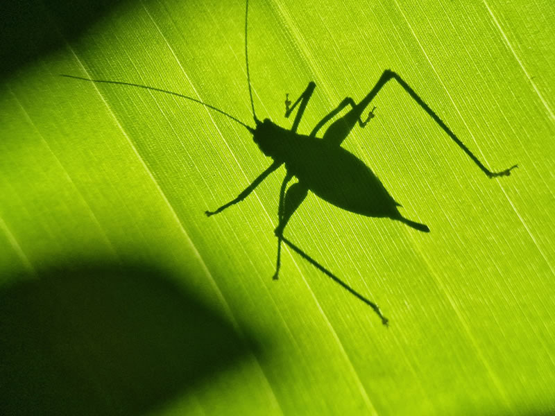 وقتی یک موبایل مانند دوربین حرفهای لحظاتی خیرهکننده ثبت می کند عکاسی با موبایل