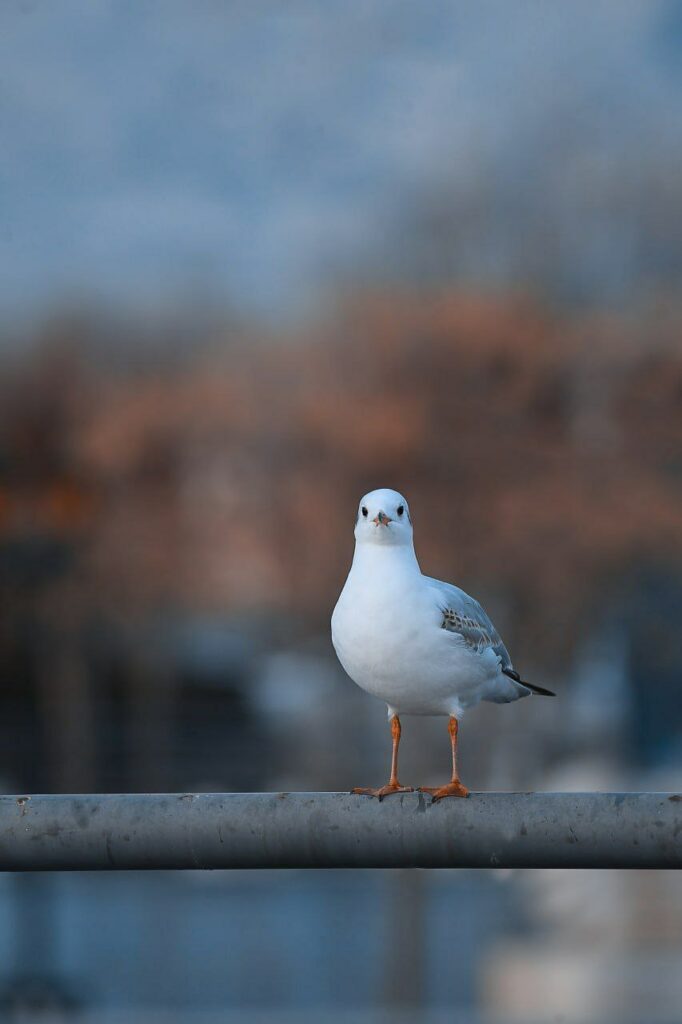 سرمای هوا پرندگان مهاجر را به دریاچه هنر تهران برد پرندگان مهاجر را به دریاچه هنر تهران