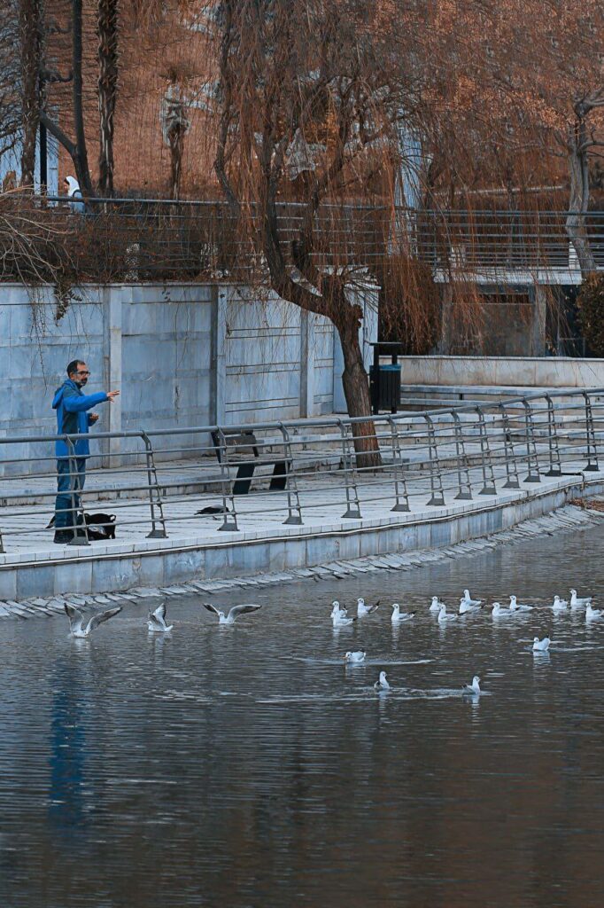 سرمای هوا پرندگان مهاجر را به دریاچه هنر تهران برد پرندگان مهاجر را به دریاچه هنر تهران