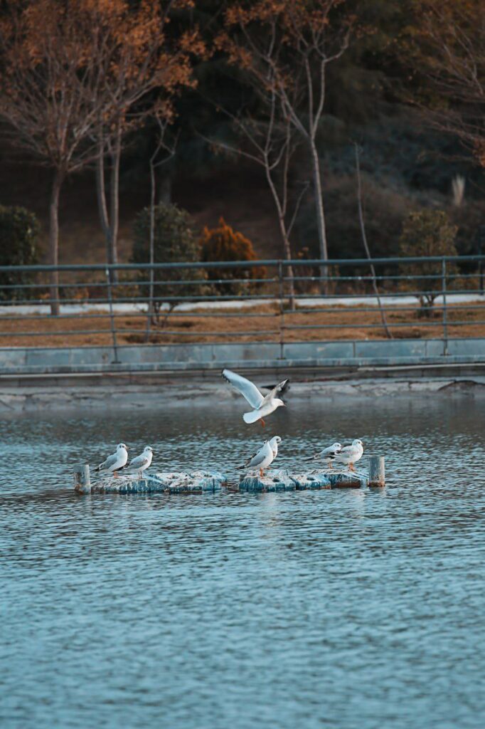 سرمای هوا پرندگان مهاجر را به دریاچه هنر تهران برد پرندگان مهاجر را به دریاچه هنر تهران