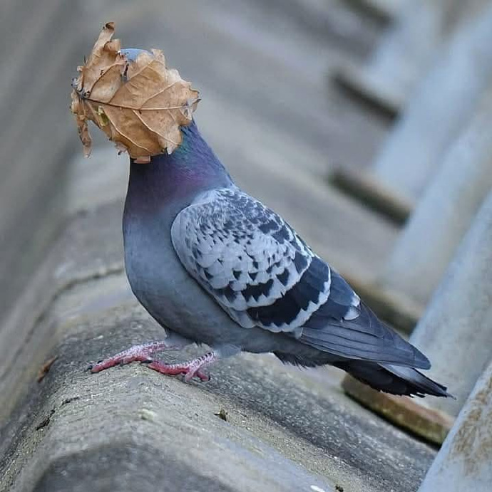 عکاسی از حیوانات