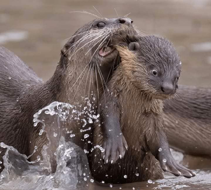 عکاسی از حیوانات