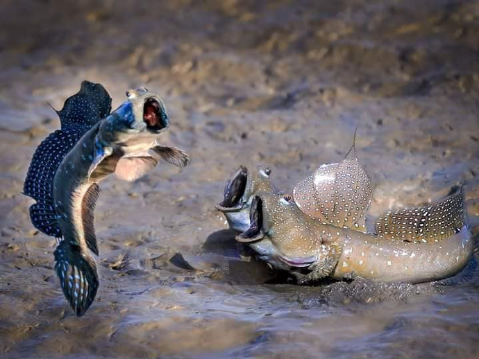 عکاسی از حیوانات