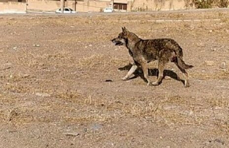 ورود گرگ به یک منزل مسکونی در خوی