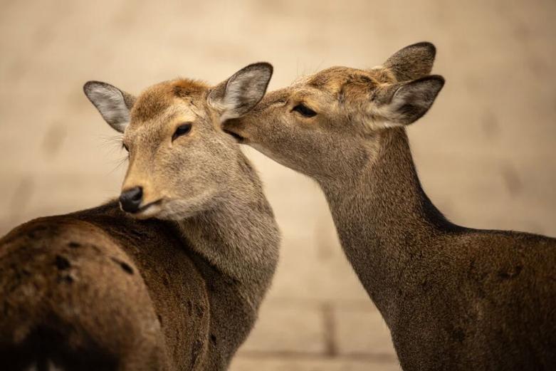 مراسم تشییع اسقف اعظم آلبانی در کلیسا