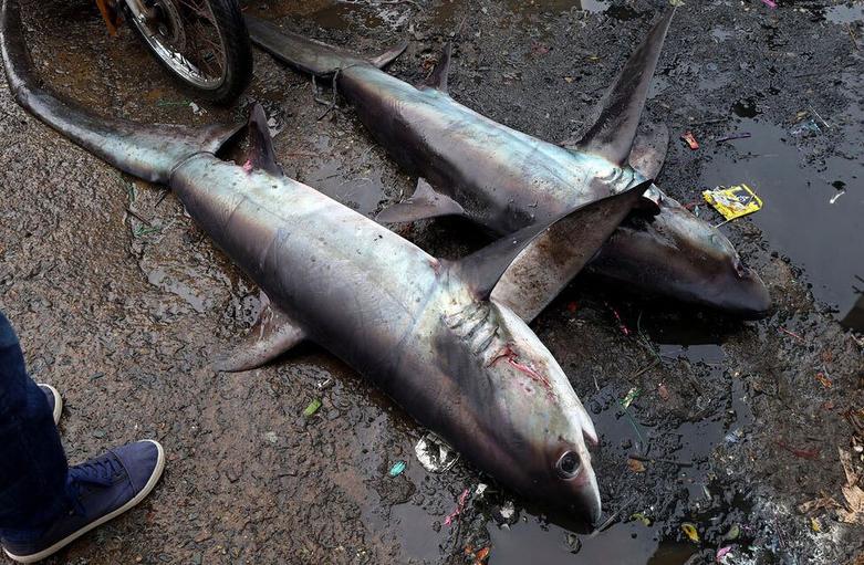 کوسه های دُم دراز صید شده توسط ماهیگیران در بندر ماهیگیری "لامپولو" 