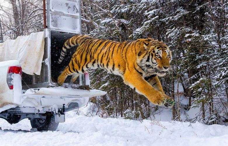 رها کردن یک ببر سیبریایی در طبیعت