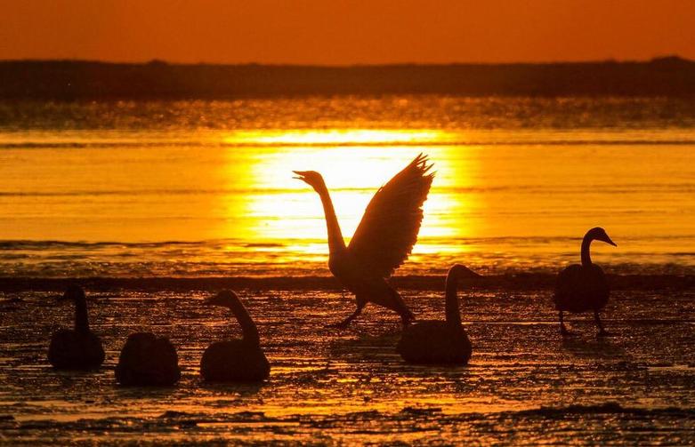 قوها همزمان با طلوع خورشید در منطقه ویهای