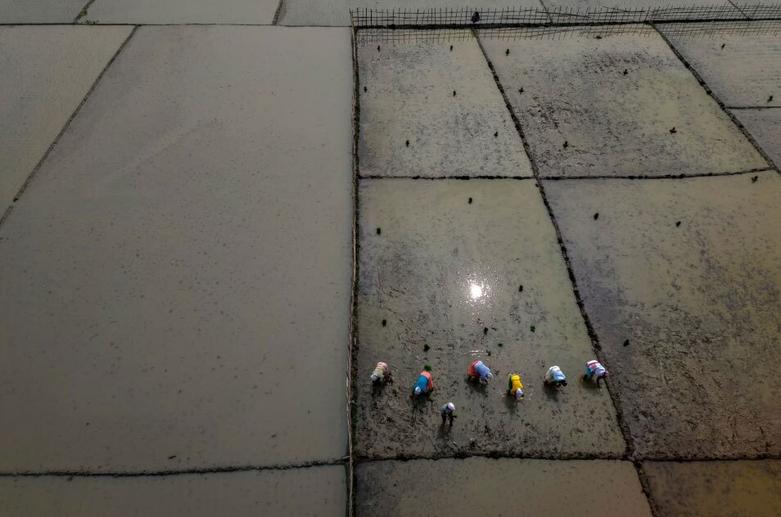 زنان کشاورز در "گواهاتی" هند