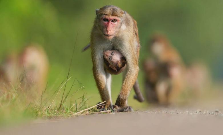 یک میمون " ماکاک توک" 