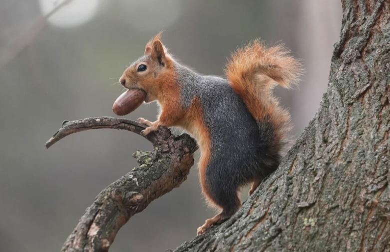 باغ وحش سانتیاگو شیلی