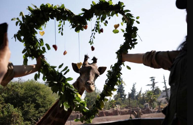 باغ وحش سانتیاگو شیلی