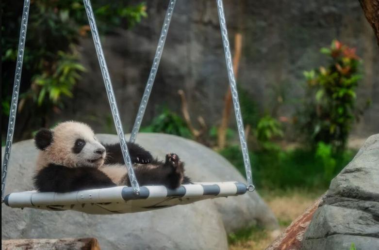 دیدنی های امروز؛ از کارناوال ونیز تا نیس تاب بازی پاندا