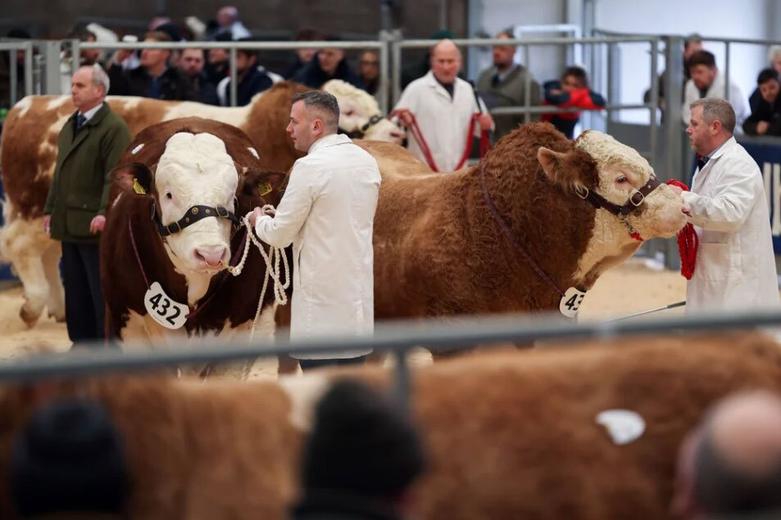 دیدنی های امروز؛ از کارناوال ونیز تا نیس حراج سالانه گاو نر "استرلینگ"