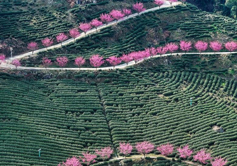 دیدنی های امروز؛ از کارناوال ونیز تا نیس زمین های کشت چای