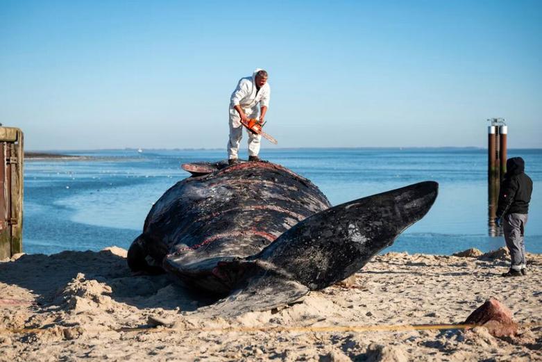 بریدن لاشه یک وال تلف شده با اره برقی